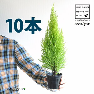 S[hNXgiR`j 3 |bgci10j qo Rjt@[ Rjt@ qmL jt conifer Hesperocyparis macrocarpa 'Goldcrest'