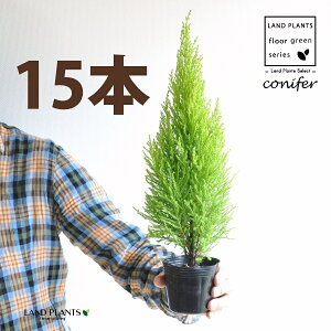 S[hNXgiR`j 3 |bgci15j qo Rjt@[ Rjt@ qmL jt conifer Hesperocyparis macrocarpa 'Goldcrest'