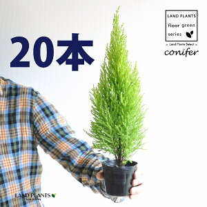 S[hNXgiR`j 3 |bgci20j qo Rjt@[ Rjt@ qmL jt conifer Hesperocyparis macrocarpa 'Goldcrest'