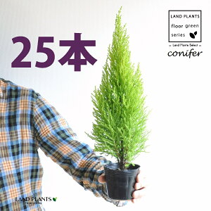 S[hNXgiR`j 3 |bgci25j qo Rjt@[ Rjt@ qmL jt conifer Hesperocyparis macrocarpa 'Goldcrest'