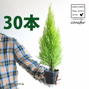 S[hNXgiR`j 3 |bgci30j qo Rjt@[ Rjt@ qmL jt conifer Hesperocyparis macrocarpa 'Goldcrest'