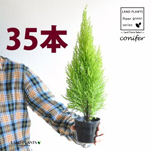 S[hNXgiR`j 3 |bgci35j qo Rjt@[ Rjt@ qmL jt conifer Hesperocyparis macrocarpa 'Goldcrest'