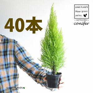 S[hNXgiR`j 3 |bgci40j qo Rjt@[ Rjt@ qmL jt conifer Hesperocyparis macrocarpa 'Goldcrest'