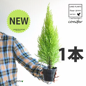 S[hNXgiR`j 3 |bgci1j qo Rjt@[ Rjt@ qmL jt conifer Hesperocyparis macrocarpa 'Goldcrest'