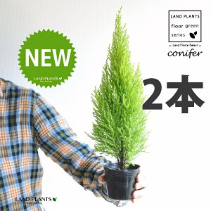 S[hNXgiR`j 3 |bgci2j qo Rjt@[ Rjt@ qmL jt conifer Hesperocyparis macrocarpa 'Goldcrest'