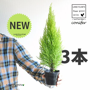 S[hNXgiR`j 3 |bgci3j qo Rjt@[ Rjt@ qmL jt conifer Hesperocyparis macrocarpa 'Goldcrest'