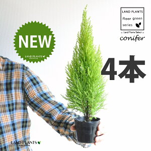 S[hNXgiR`j 3 |bgci4j qo Rjt@[ Rjt@ qmL jt conifer Hesperocyparis macrocarpa 'Goldcrest'