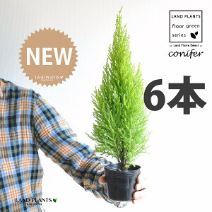 S[hNXgiR`j 3 |bgci6j qo Rjt@[ Rjt@ qmL jt conifer Hesperocyparis macrocarpa 'Goldcrest'