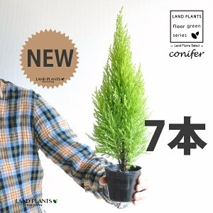 S[hNXgiR`j 3 |bgci7j qo Rjt@[ Rjt@ qmL jt conifer Hesperocyparis macrocarpa 'Goldcrest'