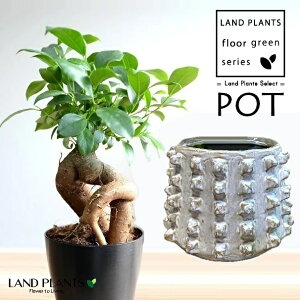 KW}ij ScScƂ ֖ 픫 F 1 y΁z ̖ K̖ LWi[ ܂ ܂̖ ʉ  Individuai Pot-F Ficus microcarpa