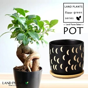 KW}ij JLm^l͗l F 픫 1 y΁EMz ̖ K̖ LWi[ `̎ `̃^l ܂ Ficus microcarpa