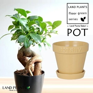 KW}ij BOTANYS 퐻 Aؔ 4TCYix[Wj1 y΁EMz ̖ K̖ LWi[ ܂ BOTANY POT {^j[ |bg _g DULTON G21-0395S Ficus mic