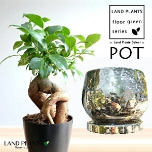 KW}ij N ~[H{ 퐻 Aؔ 1 y΁EMz ̖ K̖ LWi[ ܂ N[ N bL  Ficus microcarpa