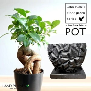 KW}ij ʉfUC Ђъ 픫 n 1 y΁EMz ̖ K̖ LWi[ ܂ Ficus microcarpa