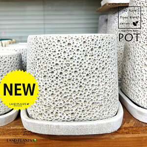 Zg WJ 픫 1 Aؔ  |bg tnavuiarara