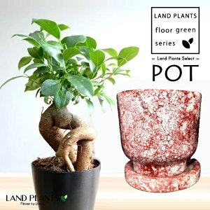 KW}ij Cou A͗l 픫 ԐF 1iMTCYj y΁EMz ̖ K̖ LWi[ ܂ Ficus microcarpa