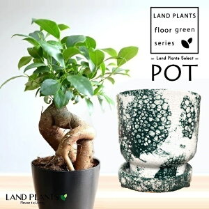 KW}ij Cou A͗l 픫 ΐF 1iMTCYj y΁EMz ̖ K̖ LWi[ ܂ Ficus microcarpa