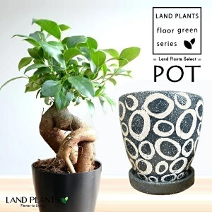 KW}ij Cg͗l A[g 픫 1iLTCYj y΁EMz ̖ K̖ LWi[ ܂ Ficus microcarpa