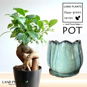 KW}ij F `[bv^ 픫 1 y΁EMz ̖ K̖ LWi[ ܂ Ficus microcarpa