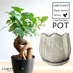 KW}ij F `[bv^ 픫 1 y΁EMz ̖ K̖ LWi[ ܂ Ficus microcarpa