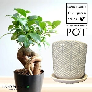 KW}ij t͗l 􉽊w 픫 x[W 1 y΁EMz ̖ K̖ LWi[ ܂ Ficus microcarpa