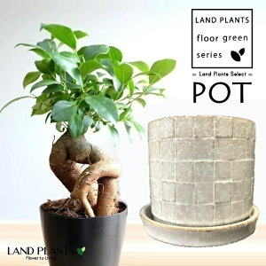 KW}ij UCN 픫 x[W 1 y΁EMz ̖ K̖ LWi[ ܂ Ficus microcarpa