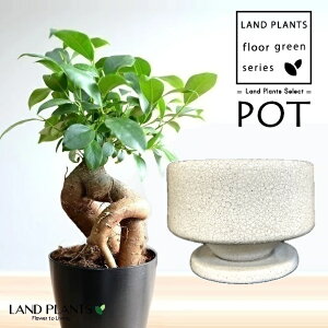 KW}ij ̗l ѓ͗l  픫 1 y΁EMz ̖ K̖ LWi[ ܂ Ficus microcarpa