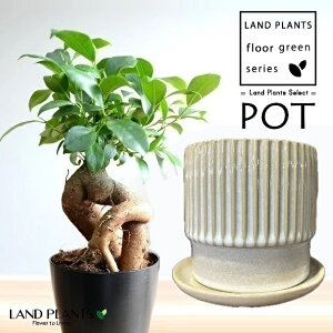 KW}ij Xbg͗l ^ 픫 N[ 1 y΁EMz ̖ K̖ LWi[ ܂ Ficus microcarpa