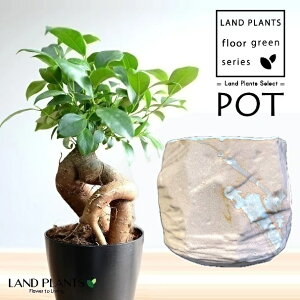 KW}ij q̗l B` 픫 sN 1 y΁EMz ̖ K̖ LWi[ ܂ Ficus microcarpa