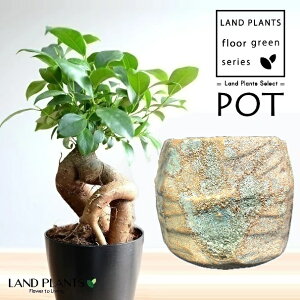 KW}ij q̗l B` 픫 ֖ 1 y΁EMz ̖ K̖ LWi[ ܂ Ficus microcarpa