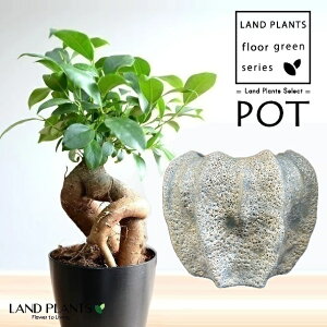 KW}ij p` Q` 픫 zCg 1 y΁EMz ̖ K̖ LWi[ ܂ Ficus microcarpa