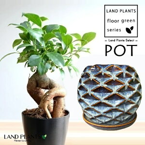 KW}ij ʑ ֖ 픫 u[ 1 y΁EMz ̖ K̖ LWi[ ܂ Ficus microcarpa