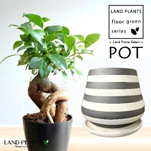 KW}ij VGbg̗ǂ {[_[ 픫 1 y΁EMz ̖ K̖ LWi[ ܂ Ficus microcarpa