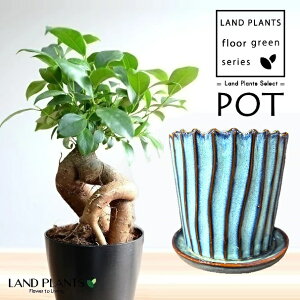 KW}ij h炬 XgCv ֖ 픫 u[ 1 y΁EMz ̖ K̖ LWi[ ܂ Ficus microcarpa