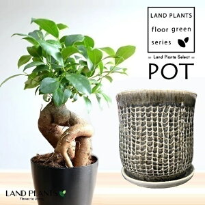 KW}ij ^ Ԗ͗l ֖ 픫 1 y΁EMz ̖ K̖ LWi[ ܂ Ficus microcarpa