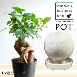 KW}ij V F ی^ 픫 1 y΁EMz ̖ K̖ LWi[ ܂ Ficus microcarpa