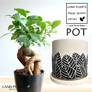 KW}ij tϕ V_[^ 픫 F LTCY 1 y΁EMz ̖ K̖ LWi[ ܂ Ficus microcarpa
