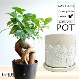 KW}ij tϕ V_[^ 픫 F LTCY 1 y΁EMz ̖ K̖ LWi[ ܂ Ficus microcarpa