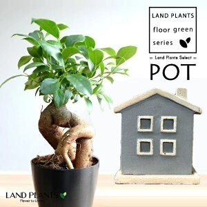 KW}ij nEX^ 픫 F 1 y΁z ̖ K̖ LWi[ ܂ Ficus microcarpa