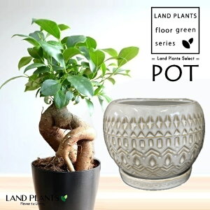 KW}ij UCN ^ ی^ 픫 1 y΁EMz ̖ K̖ LWi[ ܂ Ficus microcarpa