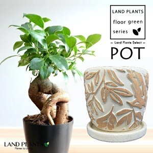 KW}ij }t͗l ̒ 픫 1 y΁EMz ̖ K̖ LWi[ ܂ njA Ficus microcarpa