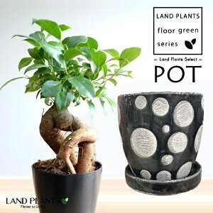 KW}ij hbg F ֖ 픫 1iSTCYj y΁EMz ̖ K̖ LWi[ ܂ Ficus microcarpa