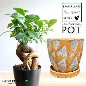 KW}ij gCAO F ֖ 픫 1iSTCYj y΁EMz ̖ K̖ LWi[ ܂ Ficus microcarpa