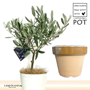 I[uigsA[j ̂Ȃ ʉ 4 [^ 1 yRRt@Co[z I[u̖ I[u̎ ŗeւ̃v[g ̋LOi eMtg ei OLIVE