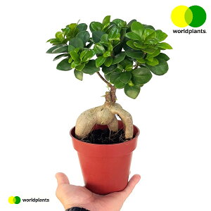 ガジュマル(幹太:接木) 4号 プラスチック苗 1鉢 Ficus microcarpa ワールドプランツ WORLD PLANTS