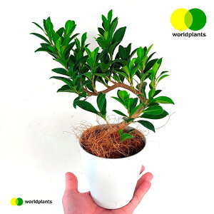KW}i˂ˑȂj 4 vX`bNc 1 Ficus microcarpa [hvc WORLD PLANTS