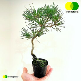 松（黒松：くねくね） 2.5号 ポット苗 1鉢 松 松の木 マツ クロマツ オマツ 雄松 Pinus thunbergii ワールドプランツ WORLD PLANTS