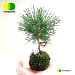 KOKEDMA iFȂj ۋ 1 yMtz  ̖ }c N}c I}c Y Pinus thunbergii [hvc WORLD PLANTS