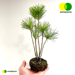 KARUISHI iFj y 1  ̖ }c N}c I}c Y Pinus thunbergii [hvc WORLD PLANTS