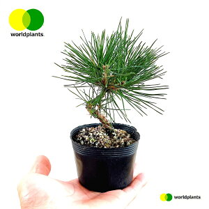 松(三河松:ひねり) 3号 ポット苗 1鉢 松 松の木 マツ クロマツ オマツ 雄松 Pinus thunbergii ワールドプランツ WORLD PLANTS